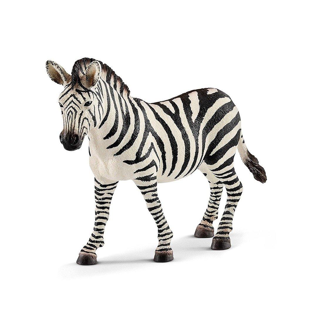 14810 Zebra, Female