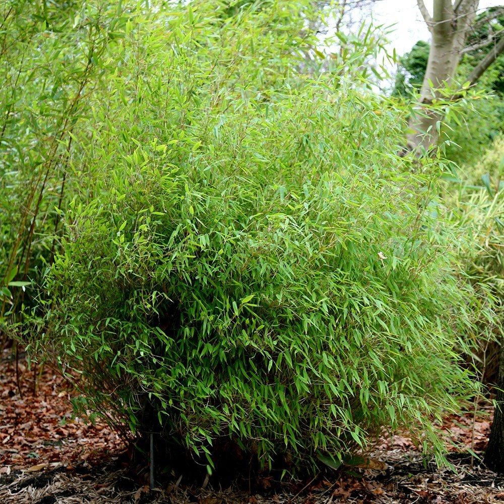 Umbrella Bamboo Fargesia Murielae Plant 60cm - 80cm Tall 5 Litre Pot