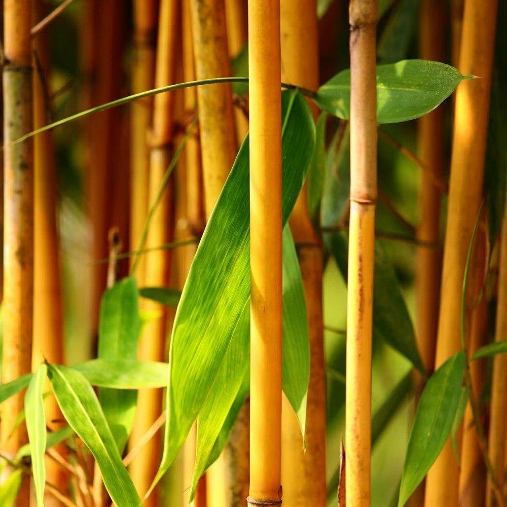 Golden Groove Bamboo Phyllostachys Aureosulcata Plant 1m - 1.5m Tall 5 Litre Pot