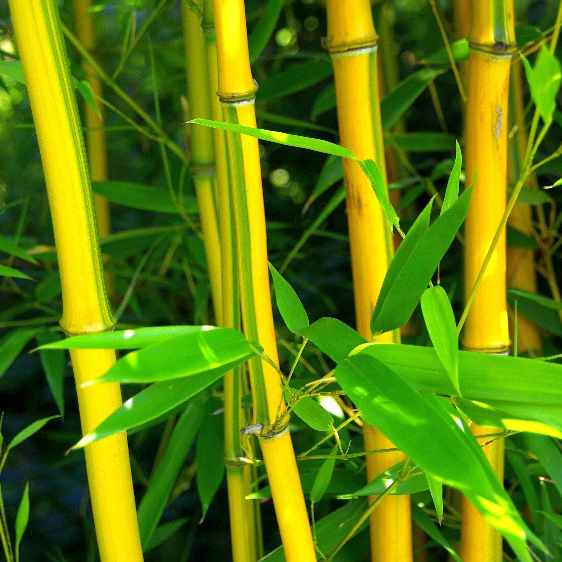 Showy Yellow Groove Bamboo Phyllostachys Spectabilis 1.6m - 1.8m 5 Litre Pot