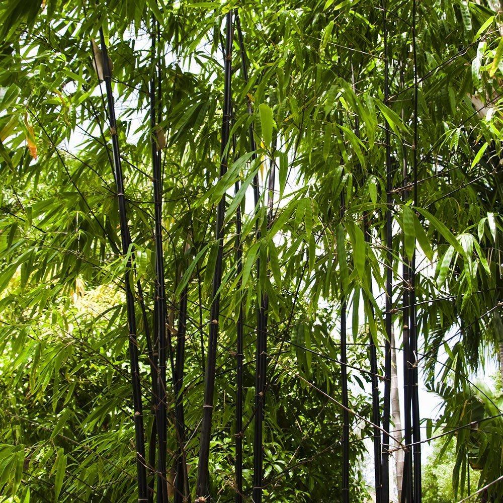 Black Bamboo Phyllostachys Nigra Outdoor Plant 60cm - 70cm Tall 5 Litre Pot
