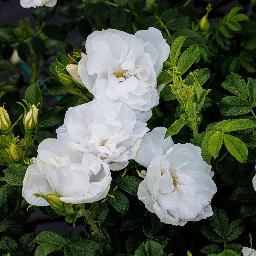 Blanc Double de Coubert Rose Bush White Flowering Roses Rugosa Rose 4L Pot