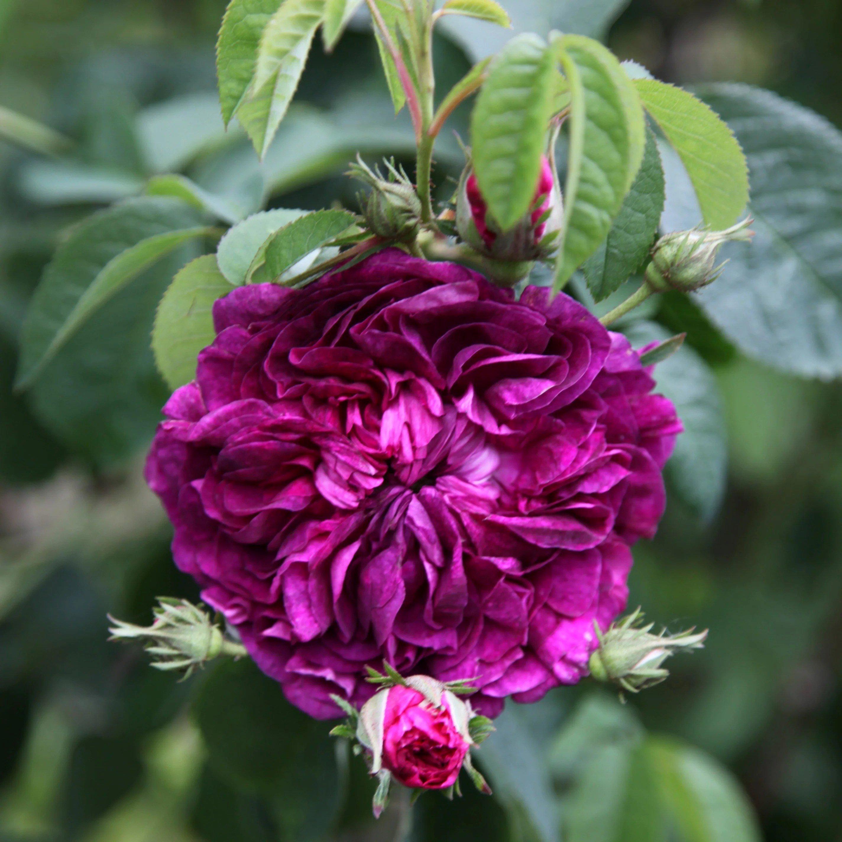 Charles de Mills Rose Bush Purple Flowering Roses Gallica Rose 4L Pot