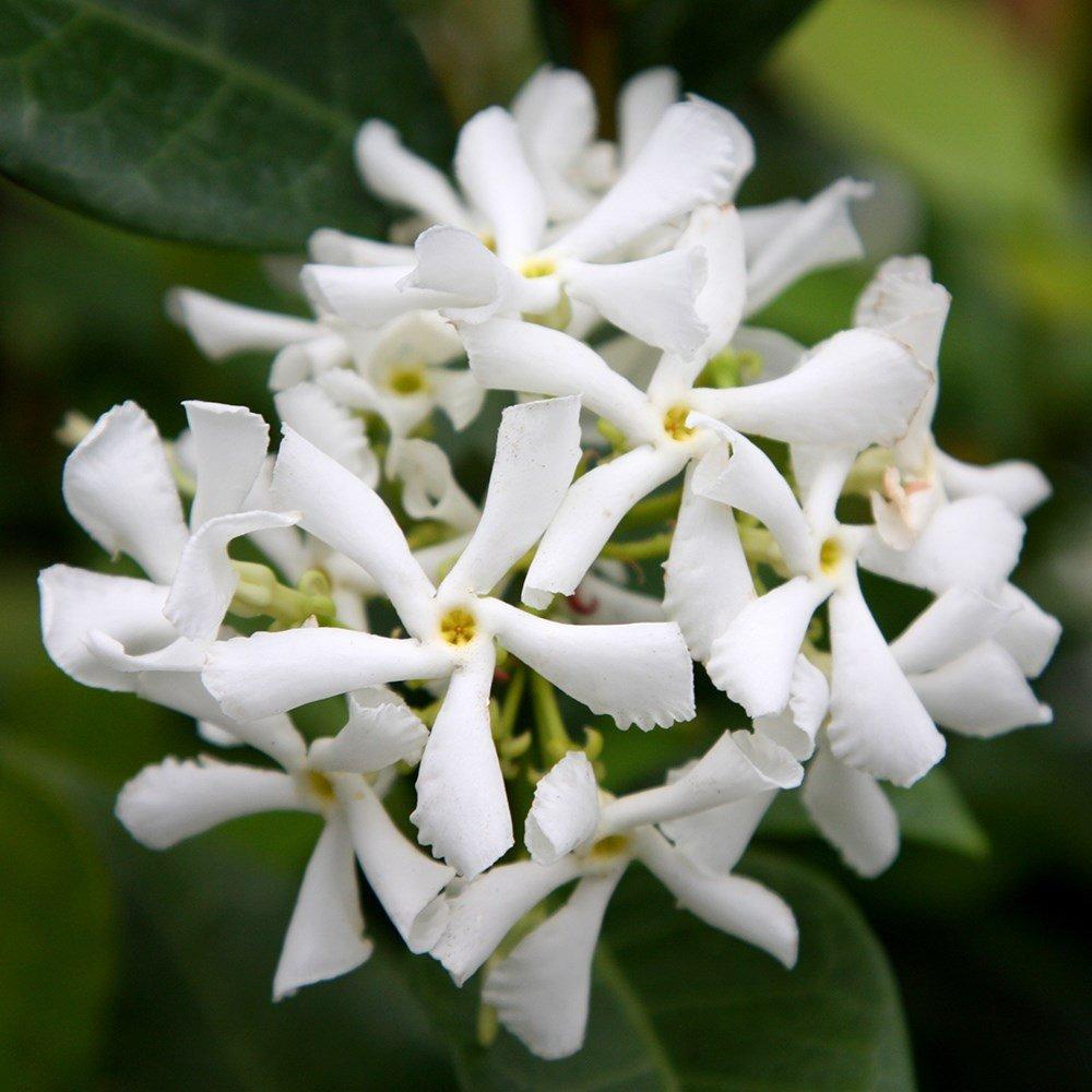 Trachelospermum jasminoides Star Jasmine WhiteClimbing Plant 1.7m Cane 5L Pot