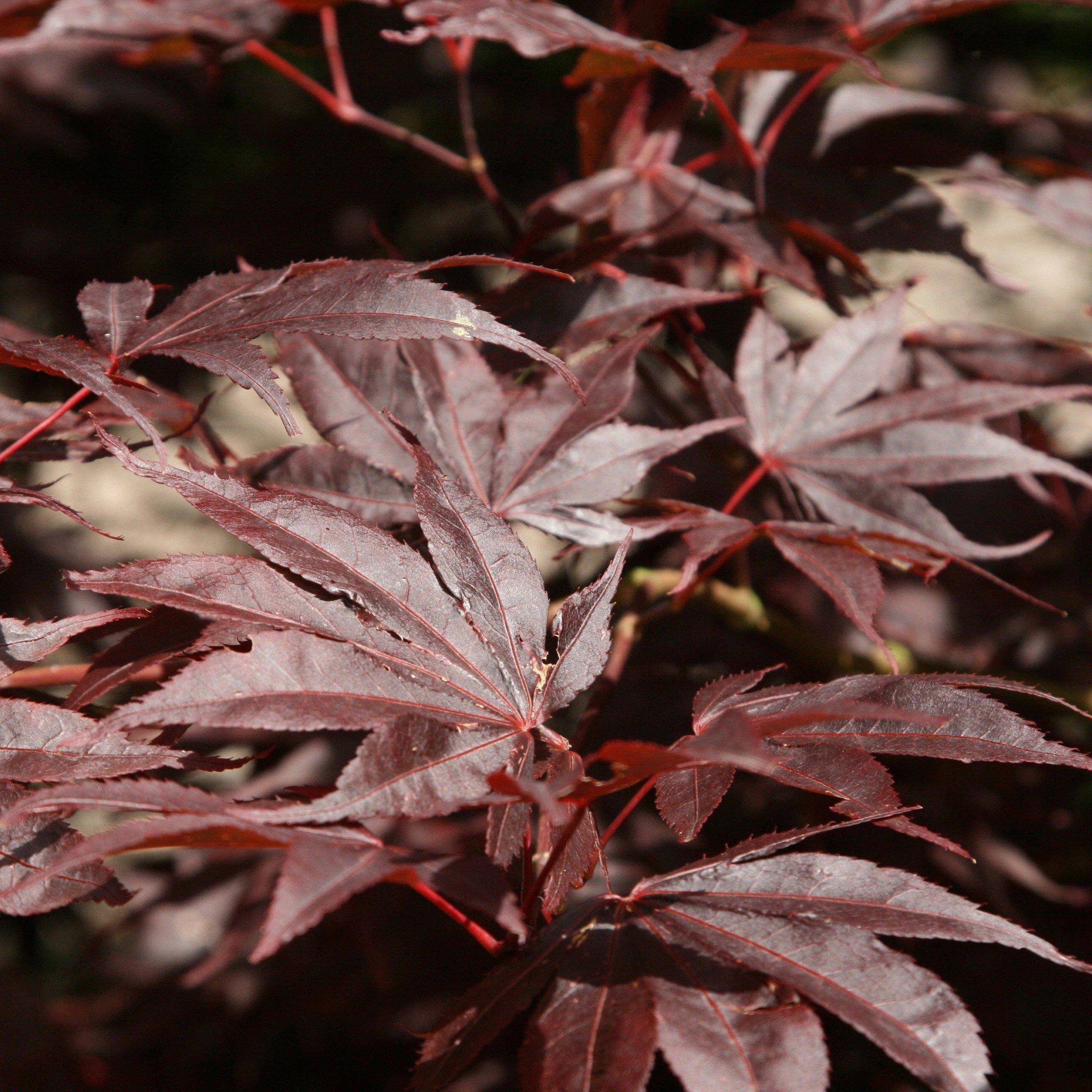 Bloodgood Japanese Maple Shrub Plant Acer Palmatum 3L Pot 40cm Grafted
