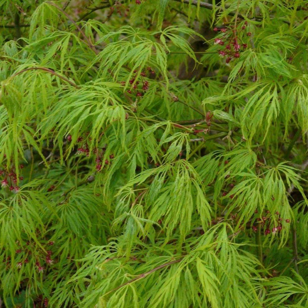 Cut Leaved Japanese Maple Shrub Plant Acer Palmatum Dissectum 3L Pot 40cm