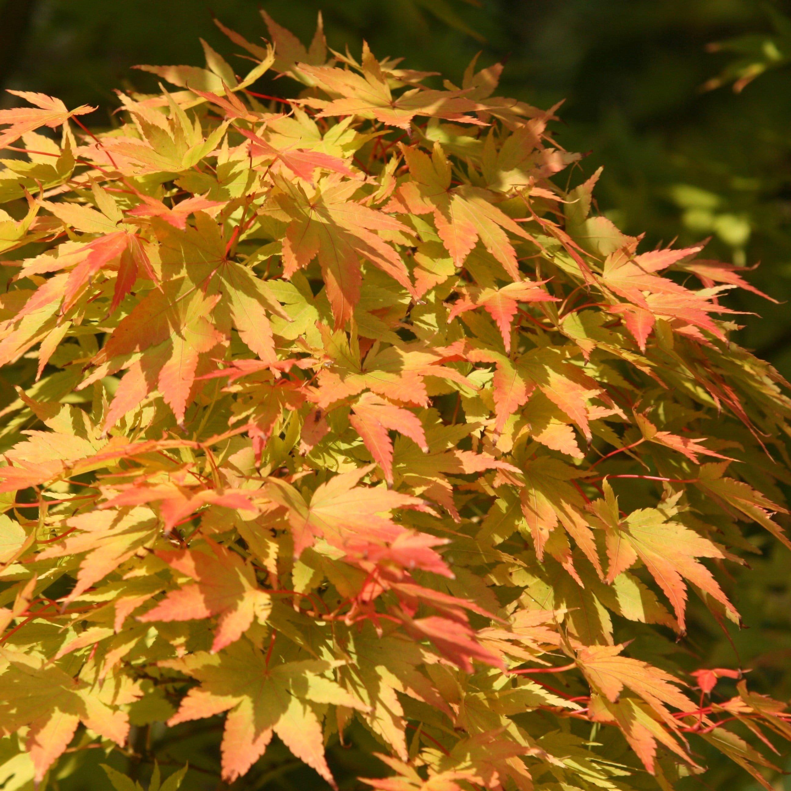 Sango-kaku Japanese Maple Shrub Plant Acer Palmatum 3L Pot 40cm Grafted