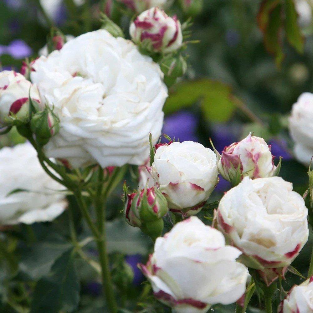 Boule de Neige Rose Bush White Flowering Roses Bourbon Rose 4L Pot