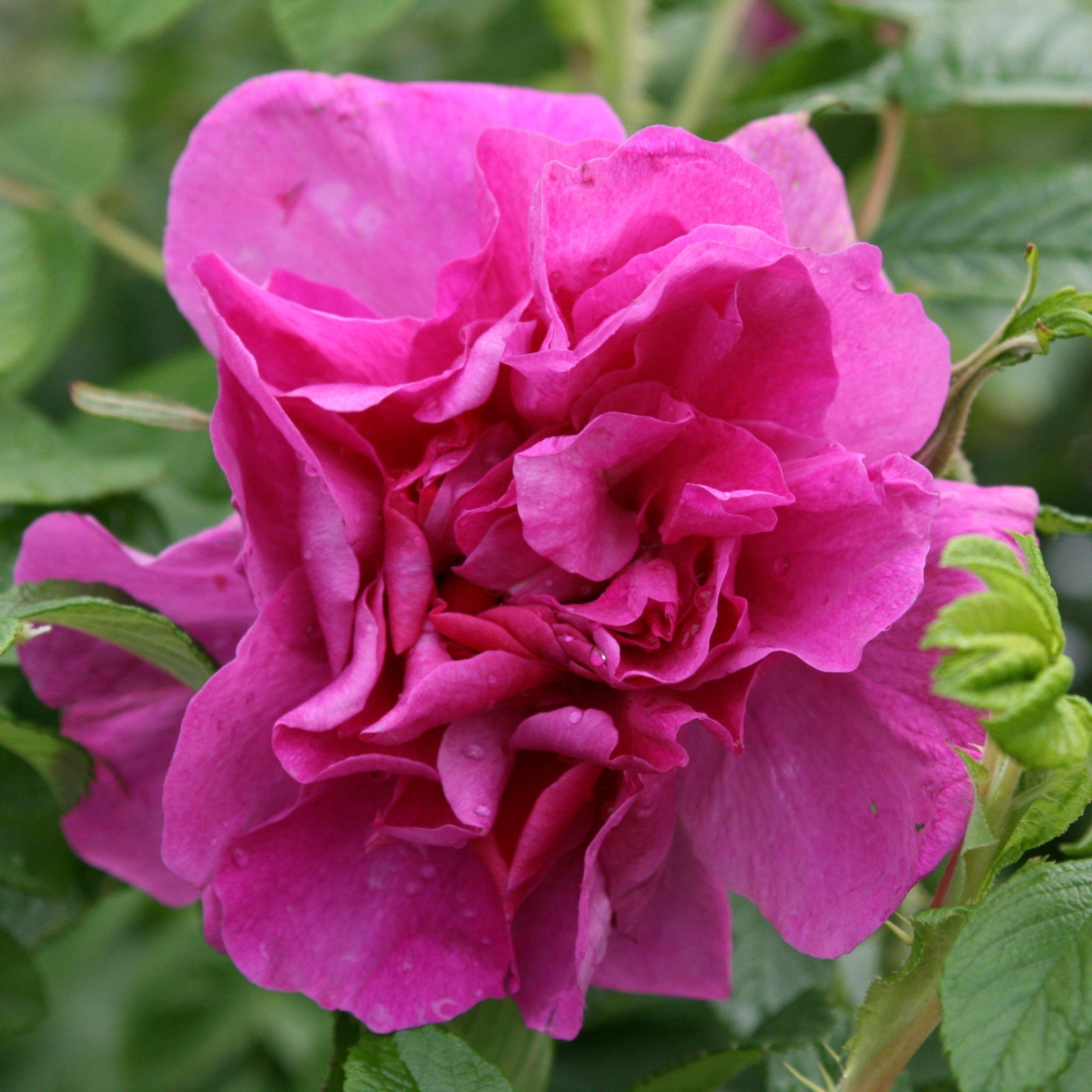 Roseraie de l'Hay Rose Bush Pink Flowering Roses Shrub Rose 4L Pot
