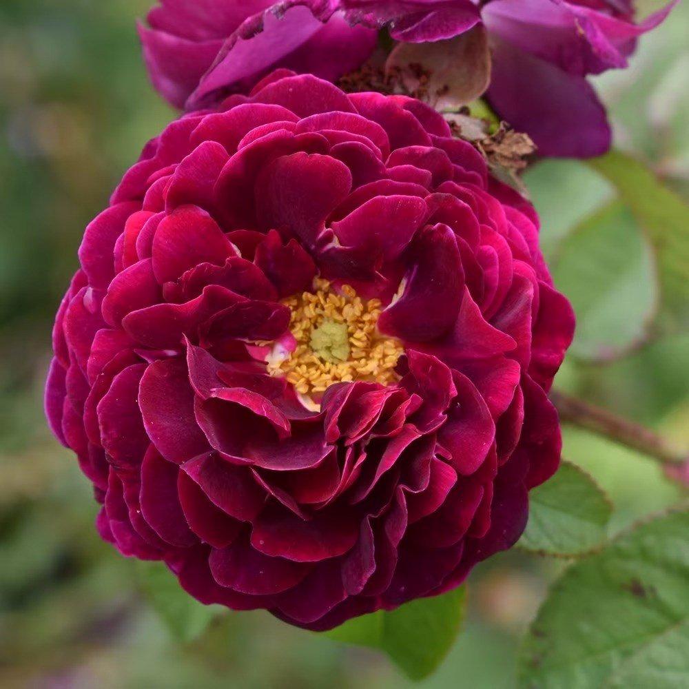 Tuscany Superb Rose Bush Red Flowering Roses Gallica Rose 4L Pot