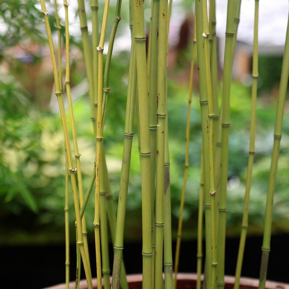Green Bamboo Phyllostachys Bissetii Outdoor Plant 1.6m - 1.8m Tall 5 Litre Pot