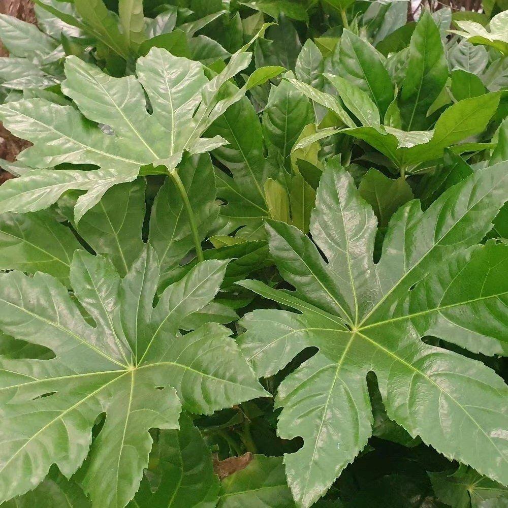 Japanese Aralia Shrub Plant Fatsia Japonica 7.5L Pot 40cm - 50cm