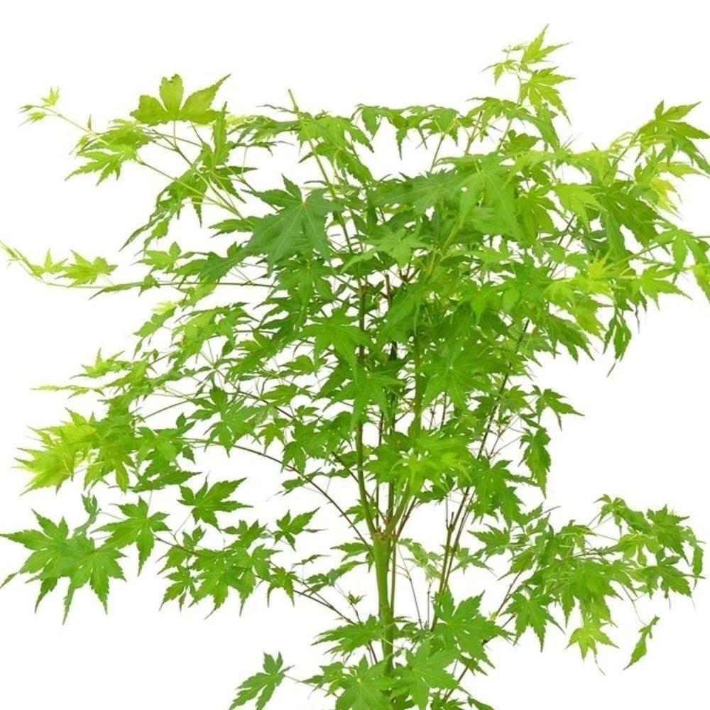 Going Green Japanese Maple Shrub Plant Acer Palmatum 3L Pot 40cm - 60cm