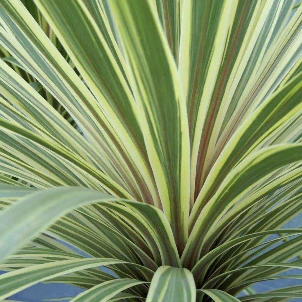 Torbay Dazzler Cabbage Palm Shrub Plant Cordyline Australis 7.5L Pot 60cm - 80cm