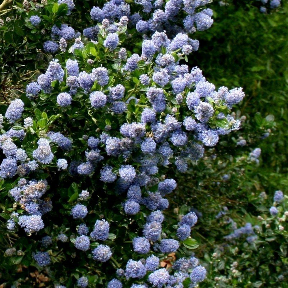 Skylark Californian Lilac Shrub Plant Ceanothus 10L Pot 60cm - 100cm