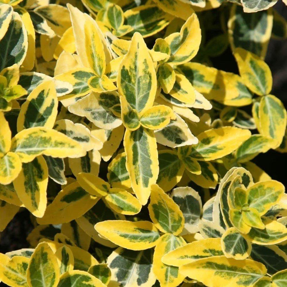 Emerald Gold Winter Creeper Shrub Plant Euonymus Fortunei 7.5L Pot 20cm - 40cm