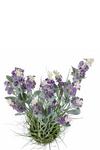Homescapes Artificial Lavender Plant in Decorative Metallic Ceramic Pot, 66 cm thumbnail 5