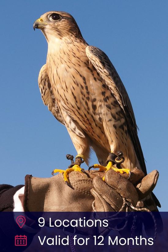Activity Superstore 3 Hour Falconry Gift Experience 1