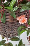 Homescapes White, Orange and Pink Impatiens Hanging Basket, 85 cm thumbnail 3