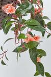 Homescapes White, Orange and Pink Impatiens Hanging Basket, 85 cm thumbnail 4