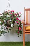 Homescapes White, Orange and Pink Impatiens Hanging Basket, 85 cm thumbnail 6