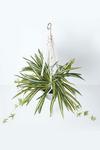 Homescapes Artificial Hanging Basket Spider Plant, 95 cm thumbnail 2