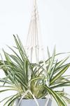 Homescapes Artificial Hanging Basket Spider Plant, 95 cm thumbnail 5