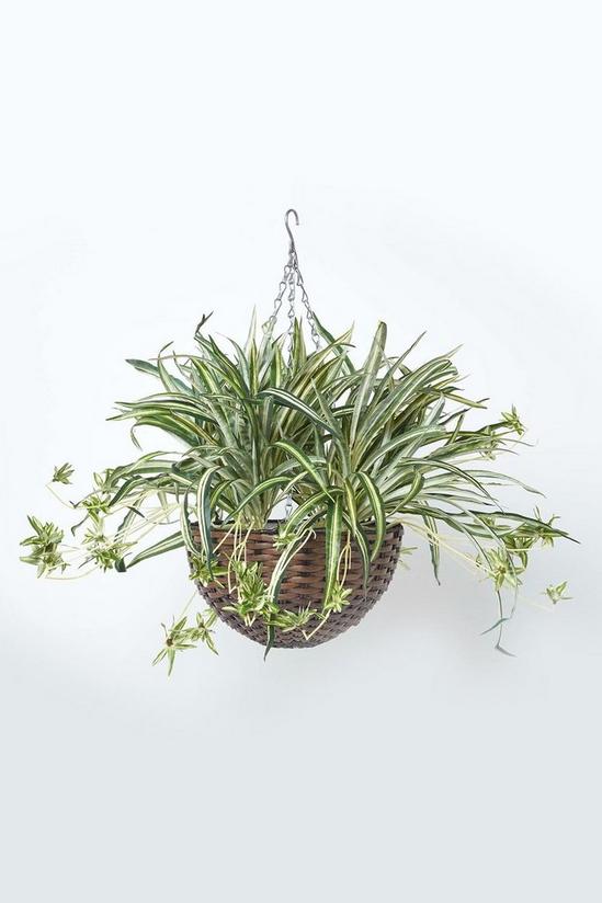 Homescapes Artificial Hanging Basket Spider Plant, 60 cm 1