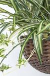 Homescapes Artificial Hanging Basket Spider Plant, 60 cm thumbnail 3