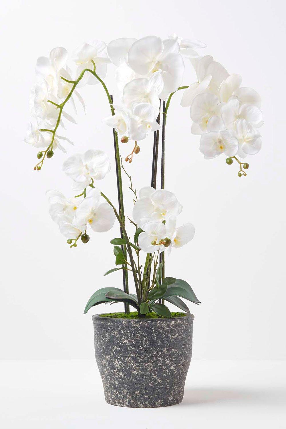 White Orchid 82 cm Phalaenopsis in Ceramic Pot Extra Large, 4 Stems