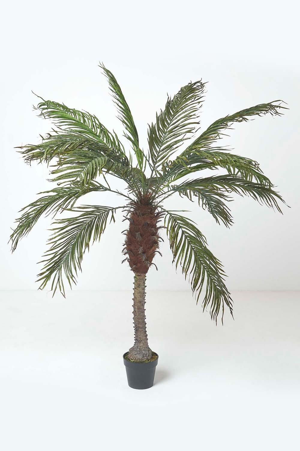 Phoenix Palm Tree in Pot, 160 cm Tall