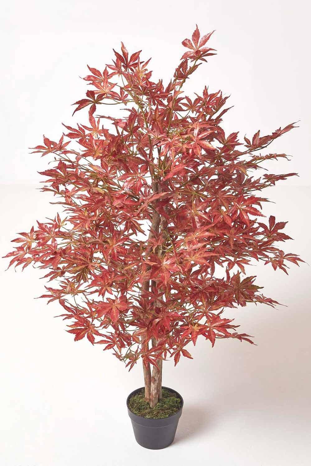 Acer Tree in Pot, 120 cm Tall
