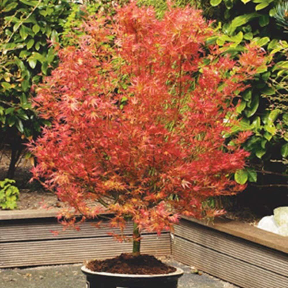 Wilson's Pink Dwarf Japanese Maple Shrub Plant Acer Palmatum 3L Pot 40cm Grafted