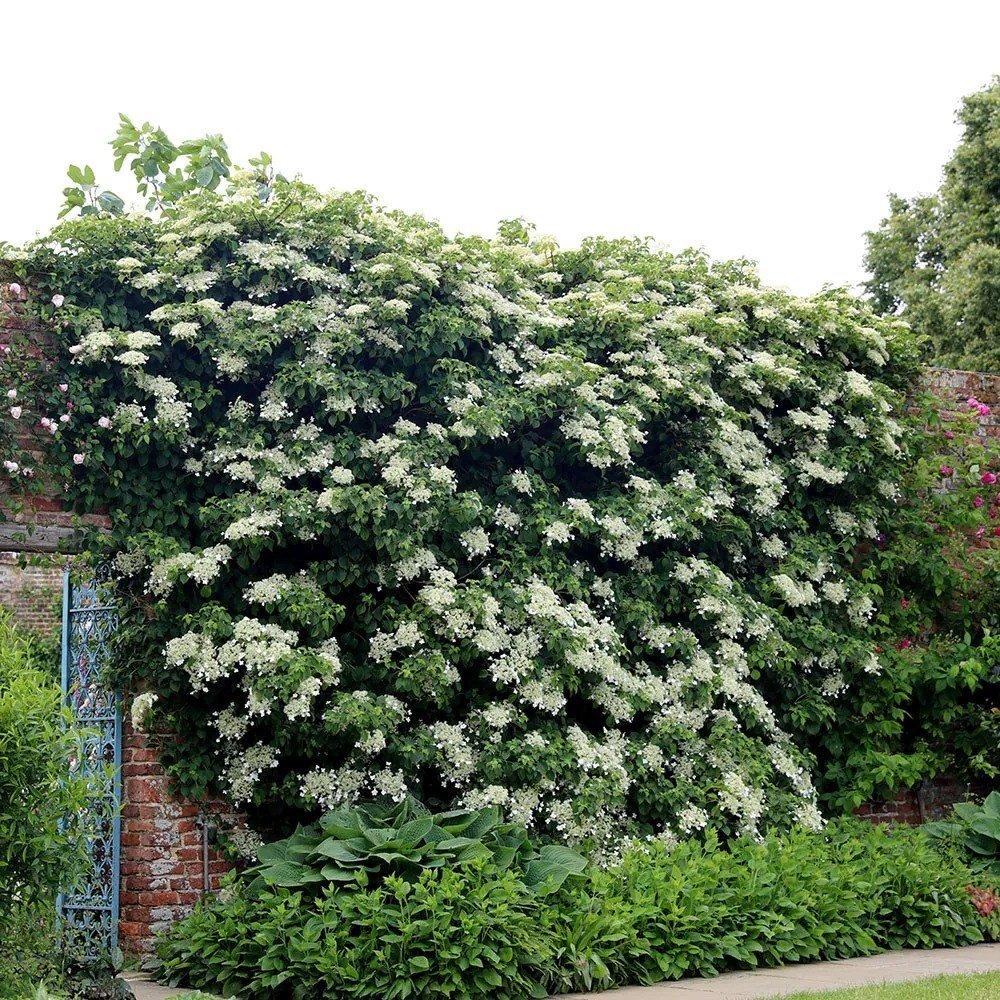 Hydrangea anomala petiolaris White Flowering Vine Plant 80cm - 100cm 12L Pot