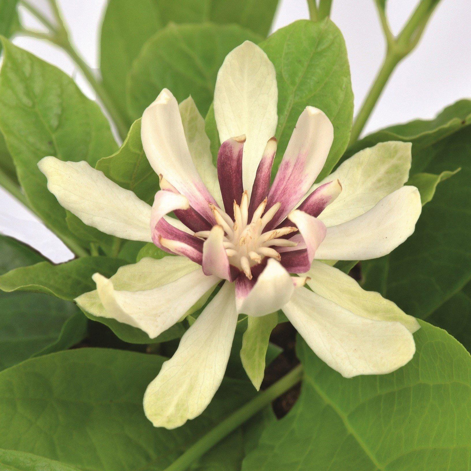 Venus Carolina Allspice Shrub Plant Calycanthus 12L Pot 50cm - 80cm