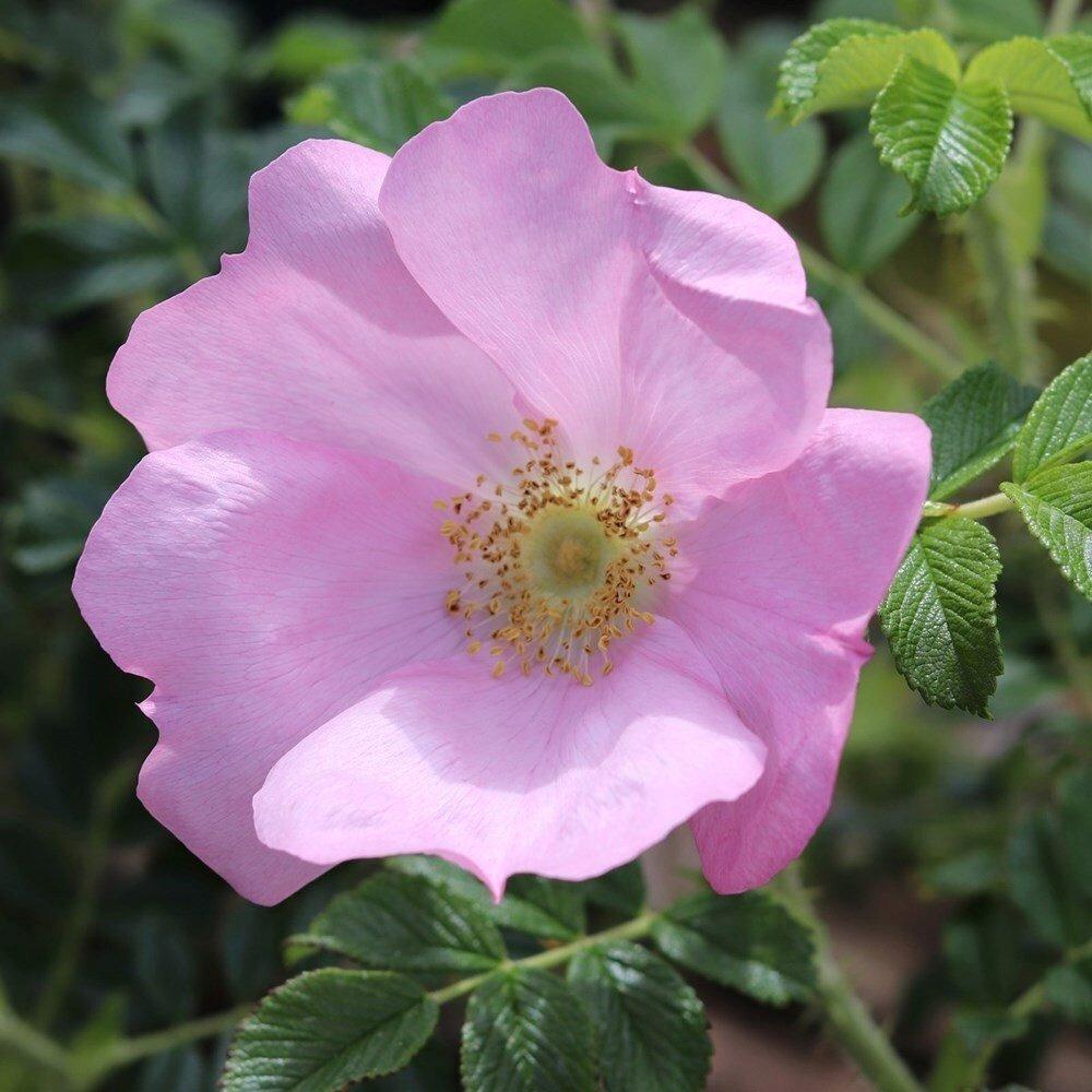 Fru Dagmar Hastrup Rose Bush Pink Flowering Roses Climbing Rose 4L Pot