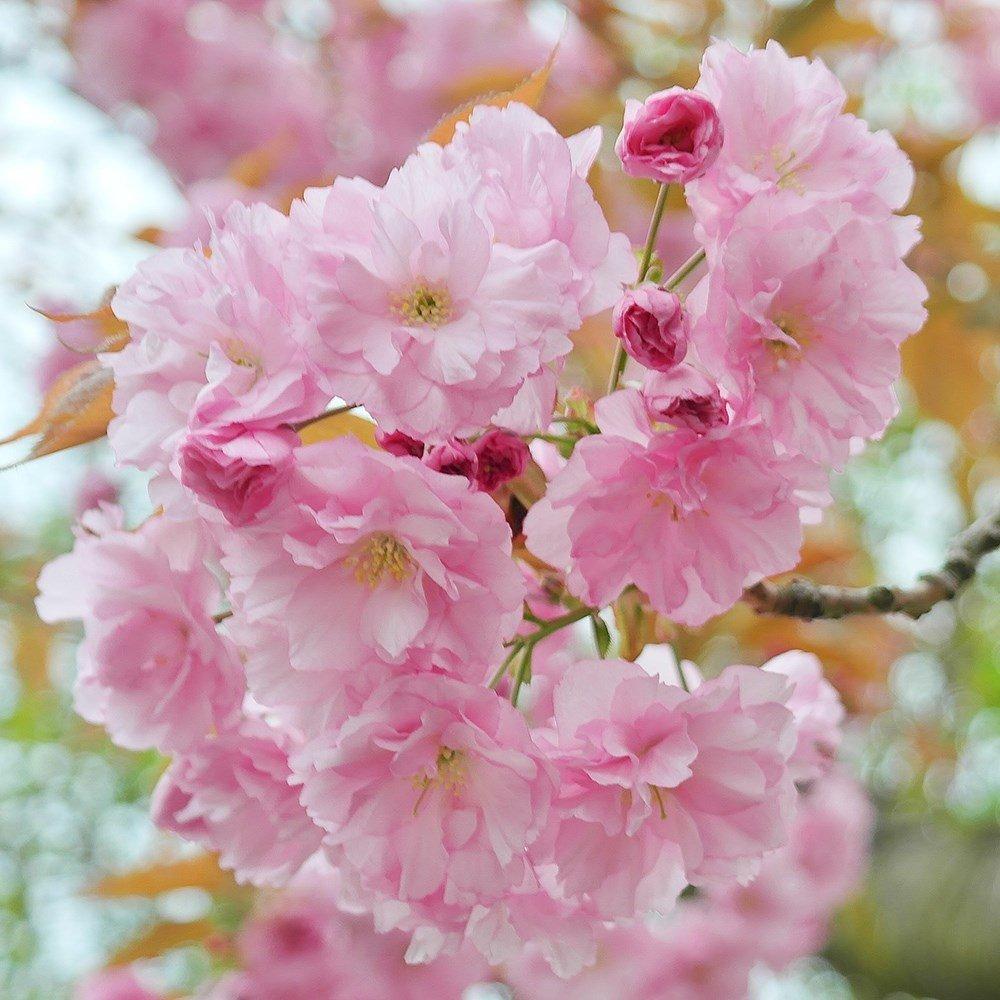 Pink Perfection Flowering Cherry Blossom Tree Prunus 9L Pot 1.2m - 1.5m