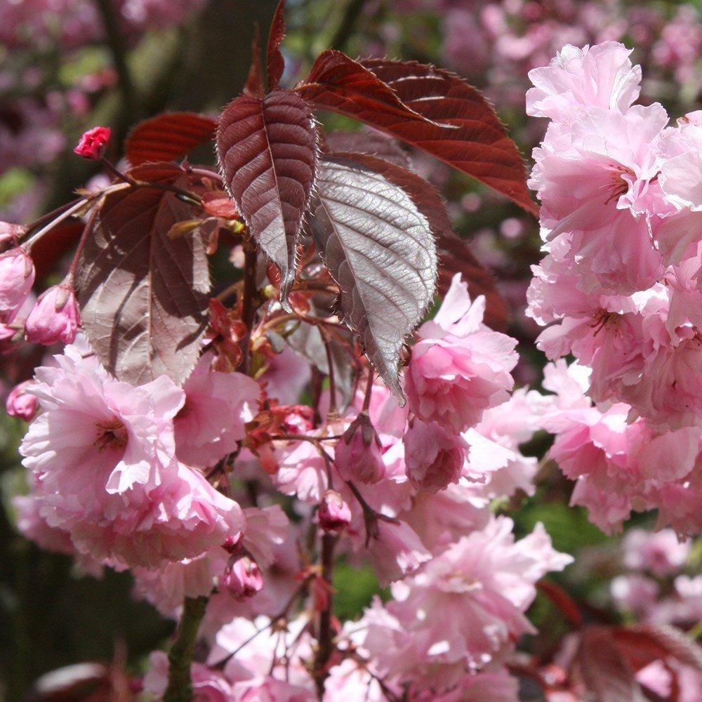 Royal Burgundy Flowering Cherry Blossom Tree Outdoor Prunus 9L Pot 1.2m - 1.5m