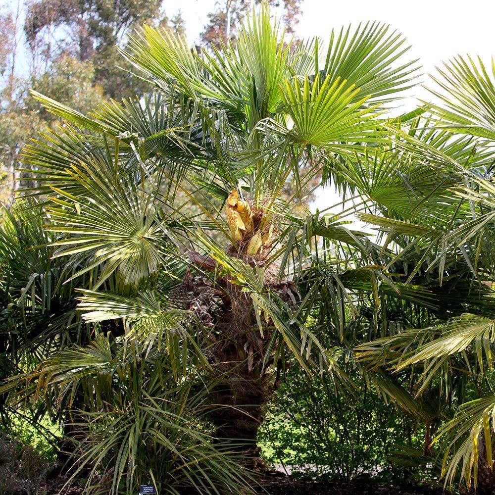 Chusan Palm Shrub Plant Trachycarpus Fortunei 10L Pot 40cm - 60cm