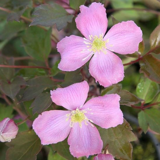 Plant Theory Clematis Montana Tetrarose Pink Flowering Vine Climbing Plant 60cm Cane 3L Pot 1