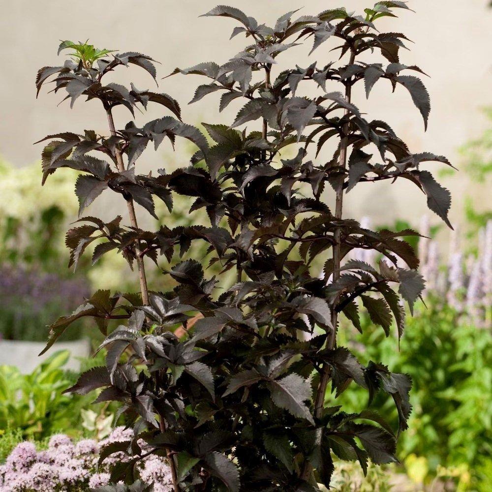 Porphyrophylla Black Tower Elder Shrub Plant Sambucus Nigra 12L Pot 80cm - 100cm