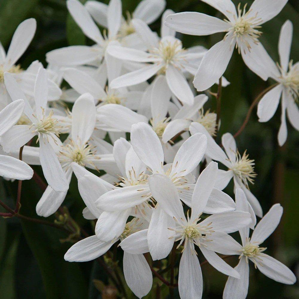 Clematis Armandi Snowdrift White Flowering Climbing Plant 1.8m Cane 7.5L Pot