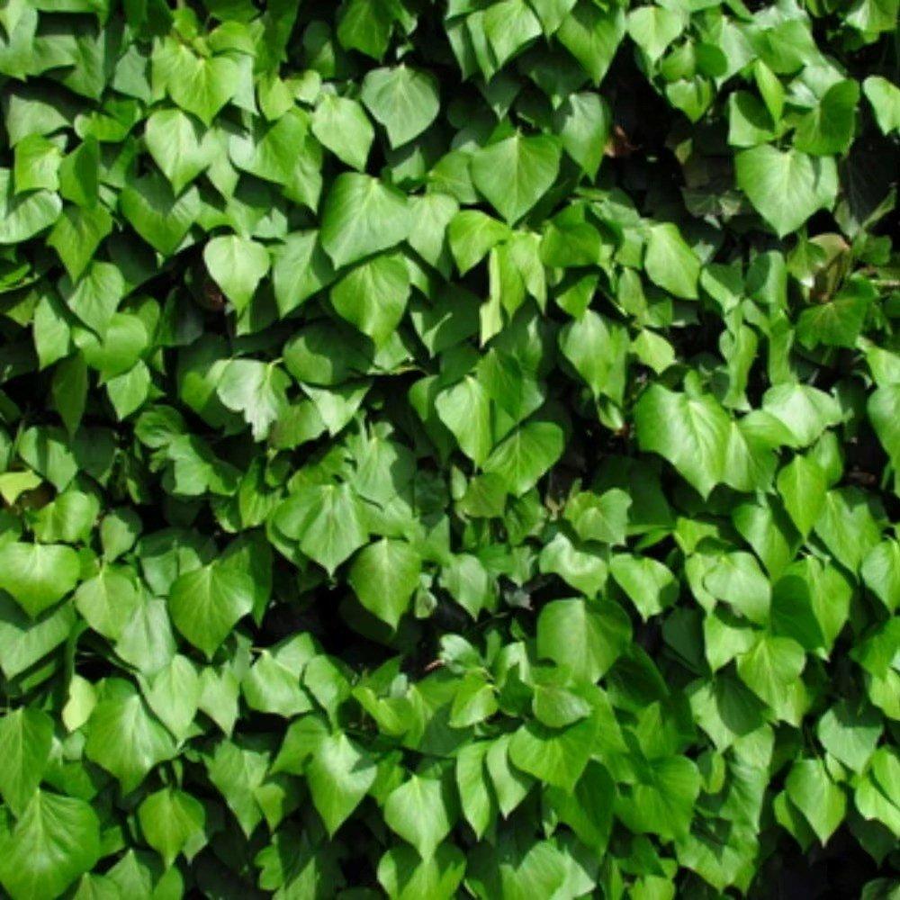 Hedera hibernica Irish Ivy Evergreen Vine Climbing Plant 1.7m Cane 3L Pot