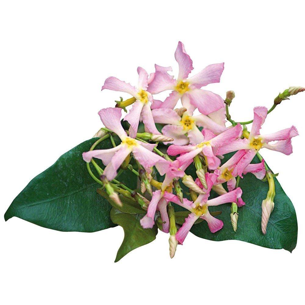 Trachelospermum asiaticum Pink Showers PinkClimbing Plant 90cm - 100cm 7L Pot