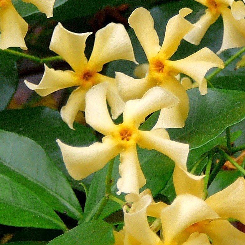 Jasminoides Yellow Star of Toscana Star Jasmine Flowering Vine Plant 90cm 7L Pot