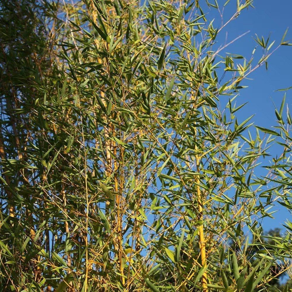 Fishpole Bamboo Phyllostachys Aurea Outdoor Plant 2m - 2.5m 18 Litre Pot