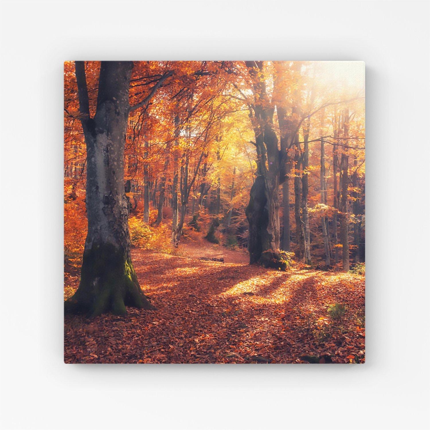 Autumn Forest Canvas