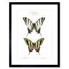 Artery8 Wall Art Print Butterflies Tiger Art Framed 9x7 inch thumbnail 1
