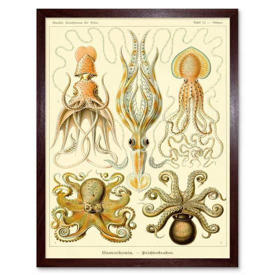 Artery8 Ernst Haeckel Octopus Squid Gamochonia Biology Sea Animal Nature Germany Vintage Illustration Art Print Framed Poster Wall Decor 12x16 inch 1