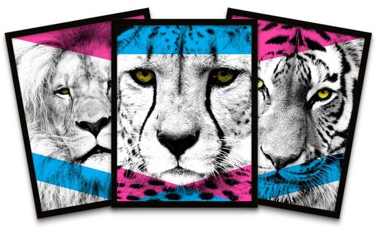 Wee Blue Coo Wall Art Print Contemporary Bold Fierce Cats Lion Cheetah Tiger Black Framed Poster Pack of 3 1